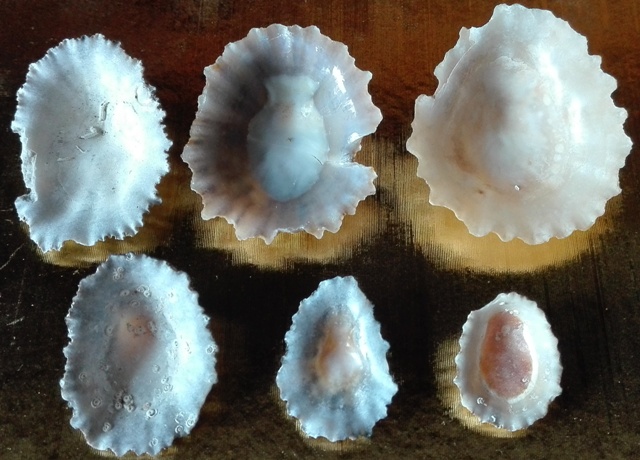 Gran canaria - PATELLE - specie da determinare